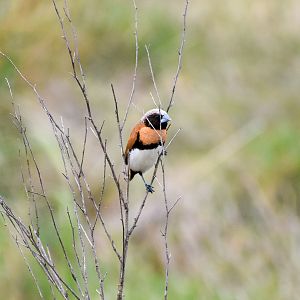 Chestnut-breasted Mannikin (Lonchura castaneothorax)