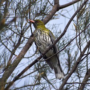 Olive-backed Oriole (Oriolus sagittatus)
