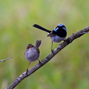 Superb Fairywrens (Malurus cyaneus)
