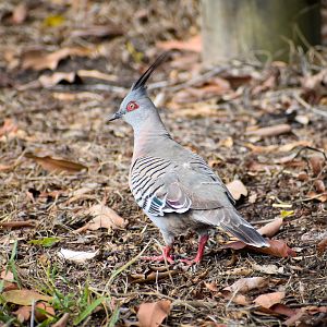 Crested Pigeon (Ocyphaps lophotes)