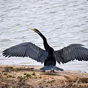 Australasian Darter (Anhinga novaehollandiae)