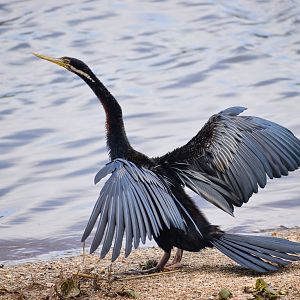 Australasian Darter (Anhinga novaehollandiae)