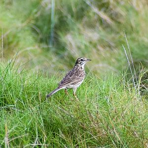 Australian Pipit (Anthus australis)