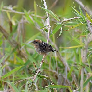 Golden-headed Cisticola (Cisticola exilis)