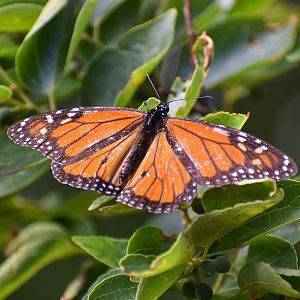 Monarch (Danaus plexippus)