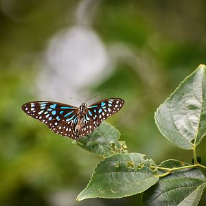 Blue Tiger (Tirumala hamata)