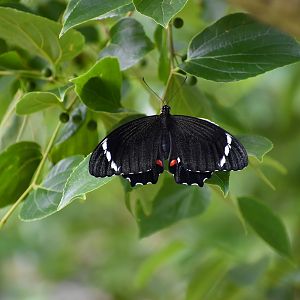 Orchard Swallowtail (Papilio aegeus)