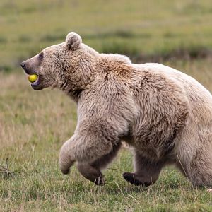 Syrian Brown Bear - Laika / Hamerton / 13-10-21