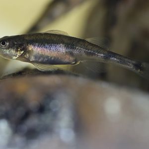 Rhone streber (Zingel asper)