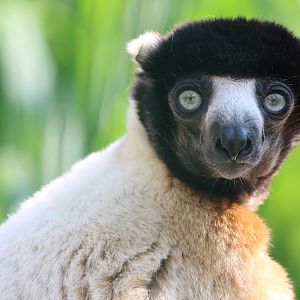 Crowned sifaka (Propithecus coronatus)