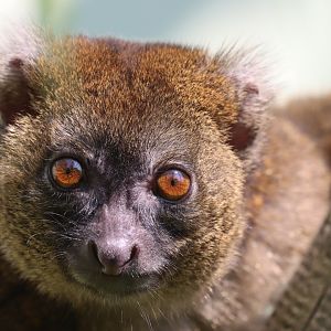 Greater bamboo lemur (Prolemur simus)