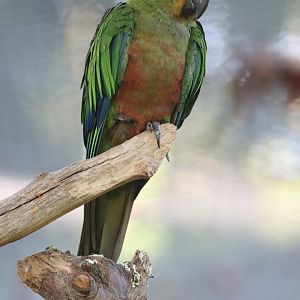 Golden-capped parakeet (Aratinga auricapillus)