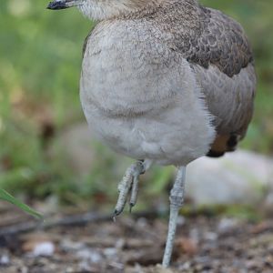 Peruvian thick-knee (Burhinus superciliaris)