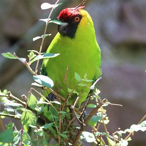Horned parakeet (Eunymphicus cornutus)
