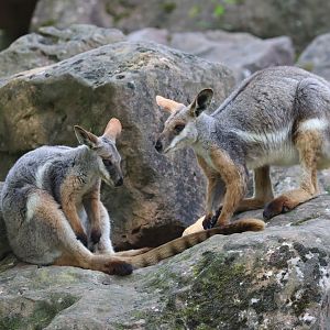 Yellow-footed rock-wallaby (Petrogale xanthopus xanthopus)