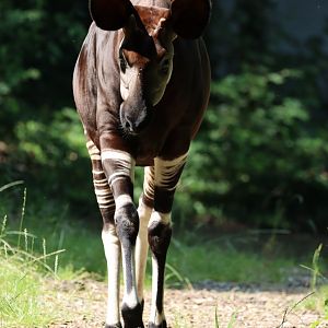 Okapi (Okapia johnstoni)