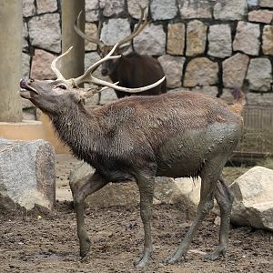 Père David's Deer after Mud Bath