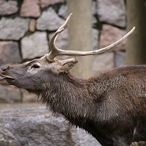 Père David's Deer