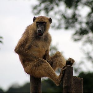 Yellow Baboon (Papio cynocephalus)