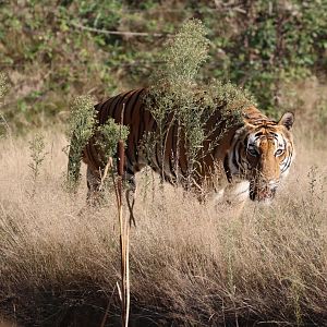 Malayan tiger (Panthera tigris jacksoni)