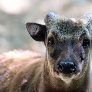 Visayan spotted deer (Rusa alfredi)
