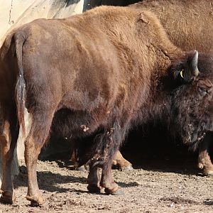 American wood bison (Bison bison athabascae)