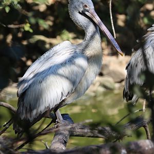 Spot-billed pelican (Pelecanus philippensis)