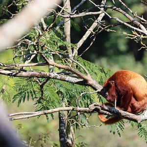 Venezuelan red howler (Alouatta seniculus seniculus)