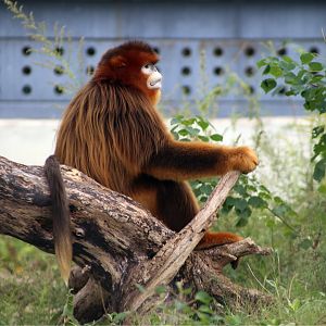 Golden Snub-nosed Monkey (Rhinopithecus roxellana)