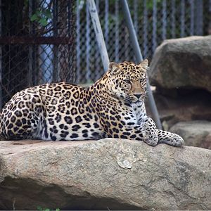 Leopard
