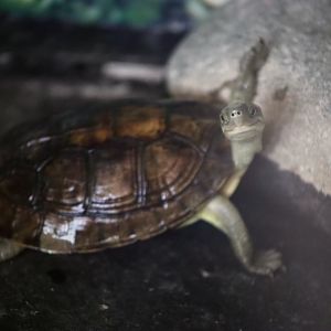 Pan's Box Turtle (Cuora pani)