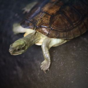 Pan's Box Turtle (Cuora pani)