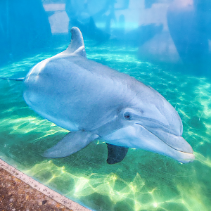 May. 2021 - Dolphin Nursery