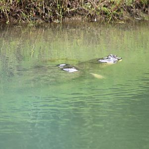 Yangtze Giant Softshell Turtle (Rafetus swinhoei)