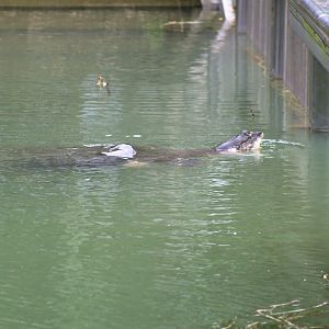 Yangtze Giant Softshell Turtle (Rafetus swinhoei)