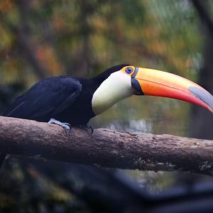 Toco Toucan