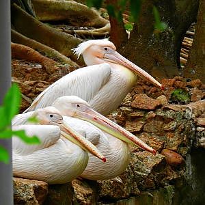 Overview of Sorocaba zoo