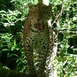Bioparc Zoo de Doué - Javan leopard