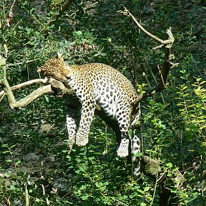 Bioparc Zoo de Doué - Resting javan leopard