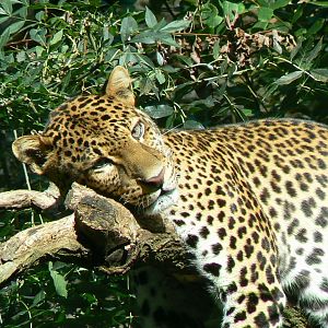 Bioparc Zoo de Doué - Resting javan leopard