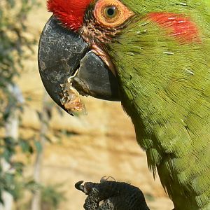 Bioparc Zoo de Doué - Red-fronted macaw eating