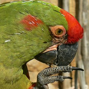 Bioparc Zoo de Doué - Red-fronted macaw eating