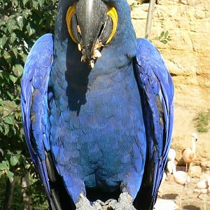 Bioparc Zoo de Doué - Hyacinth macaw eating