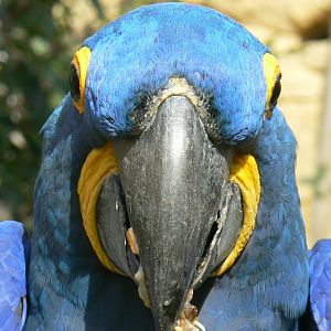 Bioparc Zoo de Doué - Hyacinth macaw eating