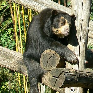 Bioparc Zoo de Doué - Spectacled bear