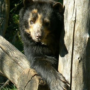 Bioparc Zoo de Doué - Spectacled bear