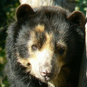 Bioparc Zoo de Doué - Spectacled bear
