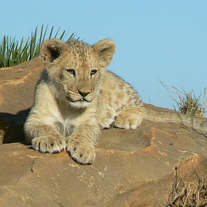 Bioparc Zoo de Doué - Nzuri