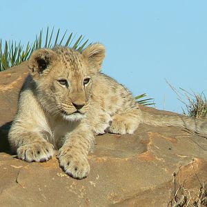 Bioparc Zoo de Doué - Nzuri