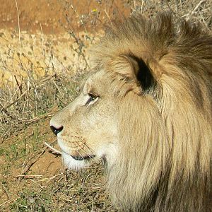 Bioparc Zoo de Doué - Baz
